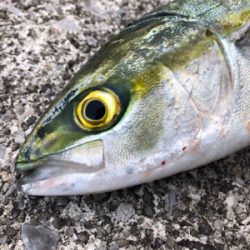 短時間釣行でツバスが♪