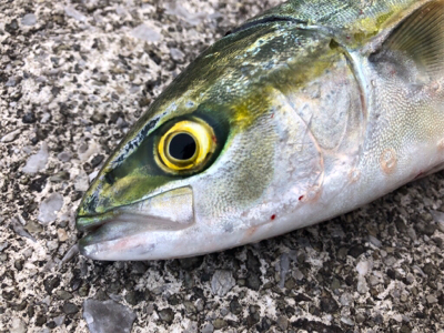 短時間釣行でツバスが♪