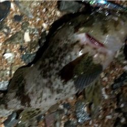 リトルロックゲーム