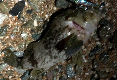 リトルロックゲーム