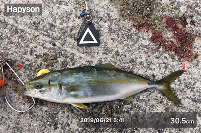 少し大きくなってるツバスたち