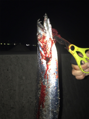 青岸のタチウオ