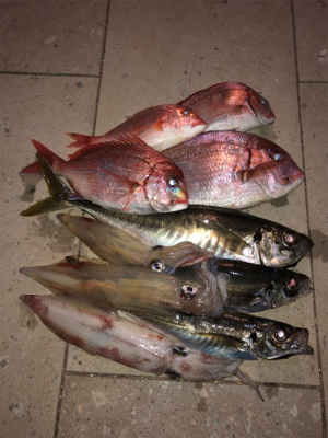 イカの群れゎいずこ？