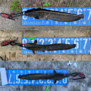 夕方ナマズゲーム