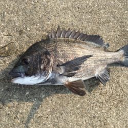 本日は活性が高い