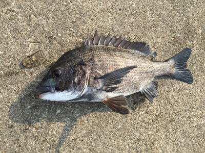本日は活性が高い