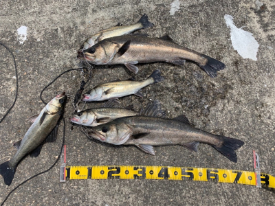 エビ撒きで スズキ好調！