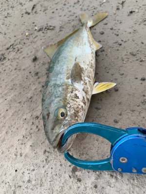 またツバスからの『？』と巨エイ