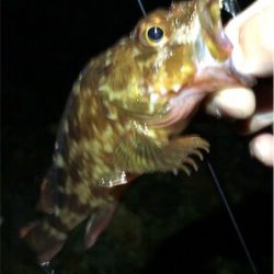 ガシメバガシメバ