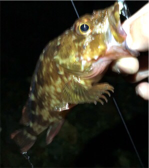 ガシメバガシメバ