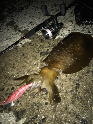 まさかの3日連続アオリGET (^^)v