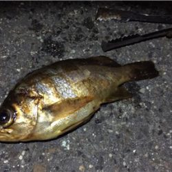 久々の好条件でのメバリング