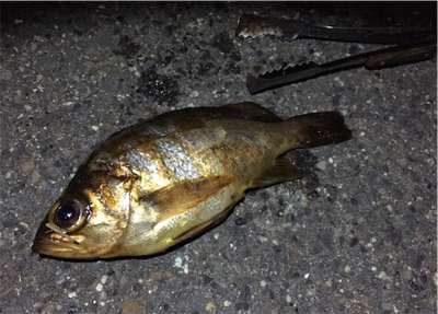 久々の好条件でのメバリング