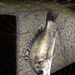 水が濁っていた。