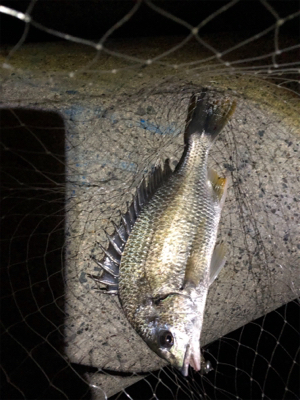 水が濁っていた。