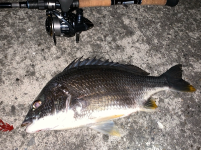 チニング ナイトゲーム