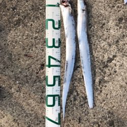 遠征大成功！太くて長いの