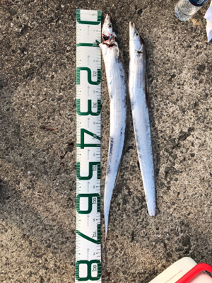 遠征大成功！太くて長いの