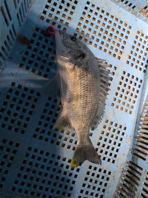 今日もいつもの