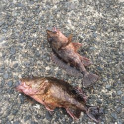 ガッシーはうらぎらない