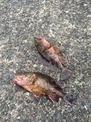 ガッシーはうらぎらない