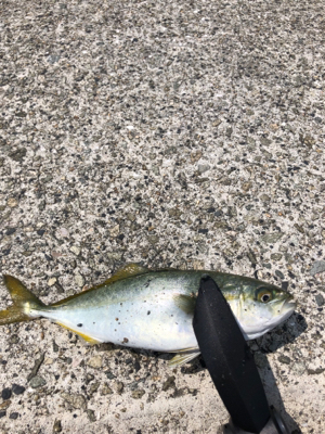 未だアジに出会えず。