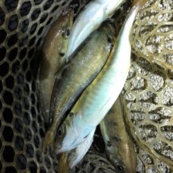 アジたくさん！