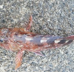 逃げた魚は大きい