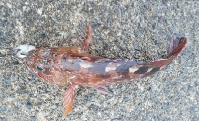 逃げた魚は大きい