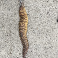 サビキからの泳がせ、そしてエギング