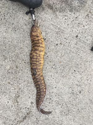 サビキからの泳がせ、そしてエギング