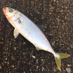 エイエイやー\(^o^)/