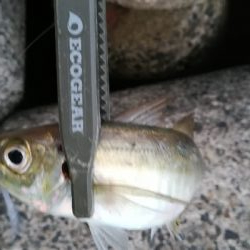 ナイトアジング