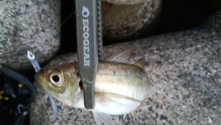 ナイトアジング