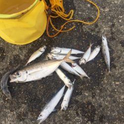 ジギングとサビキ