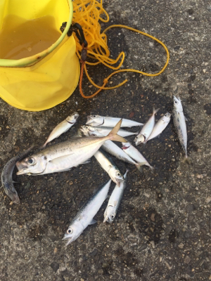 ジギングとサビキ