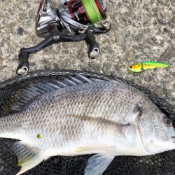 デイゲームでツバスとキビレ