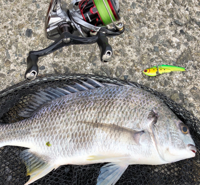 デイゲームでツバスとキビレ