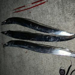 土用のタチウオ タッチポン