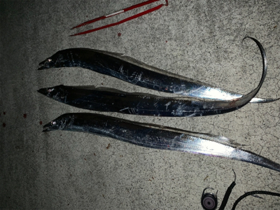 土用のタチウオ タッチポン