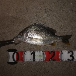 イソメのウキ釣り