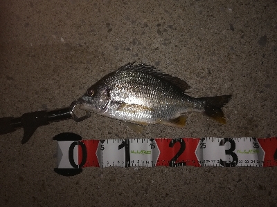 イソメのウキ釣り