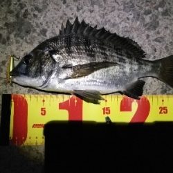 シンキングミノーで何か釣る夜釣り～