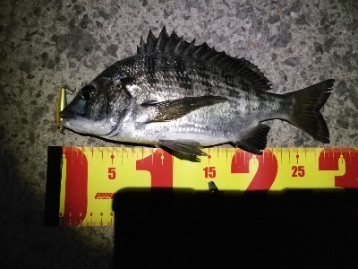 シンキングミノーで何か釣る夜釣り～