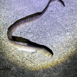 イカ釣りがハモに