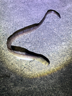 イカ釣りがハモに