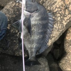 バイブレーション チヌ