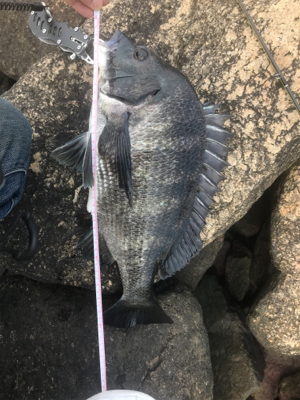 バイブレーション チヌ