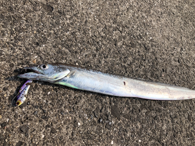 良いサイズばかり