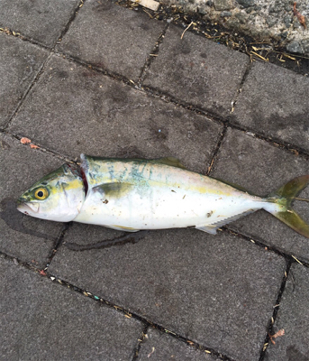 G20前のツバス調査